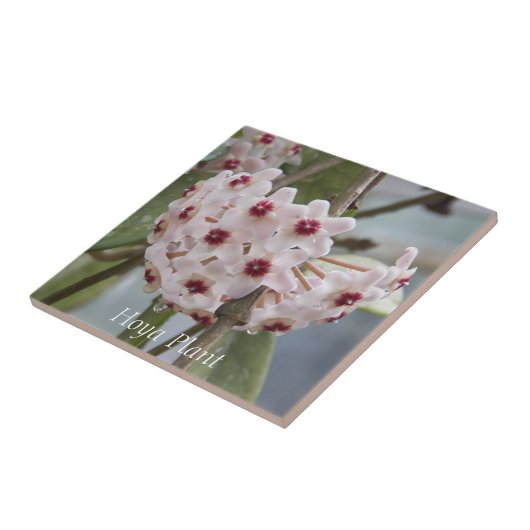 Hoya Plant Flowers Floral Tegeltje (Zijkant)