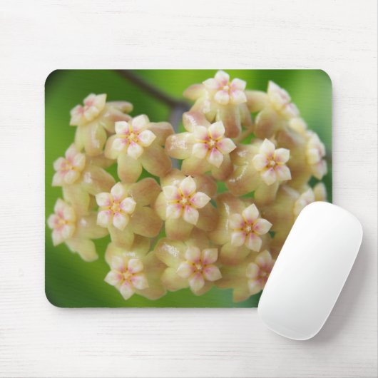 Hoya samoensis Mousepad Muismat (Met muis)