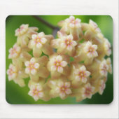 Hoya samoensis Mousepad Muismat (Voorkant)