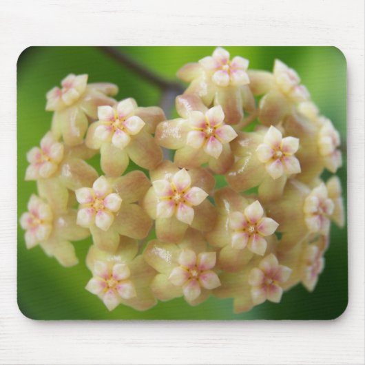 Hoya samoensis Mousepad Muismat (Voorkant)