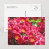 HRG Carefree Spirit Roos Briefkaart #315n 0315 (Voorkant / Achterkant)