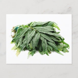 Huacatay  briefkaart