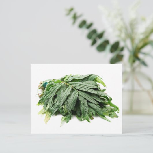 Huacatay  briefkaart (Staand voorkant)