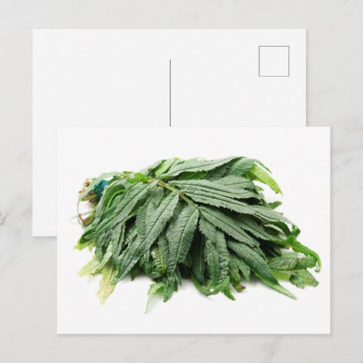 Huacatay  briefkaart (Voorkant / Achterkant)