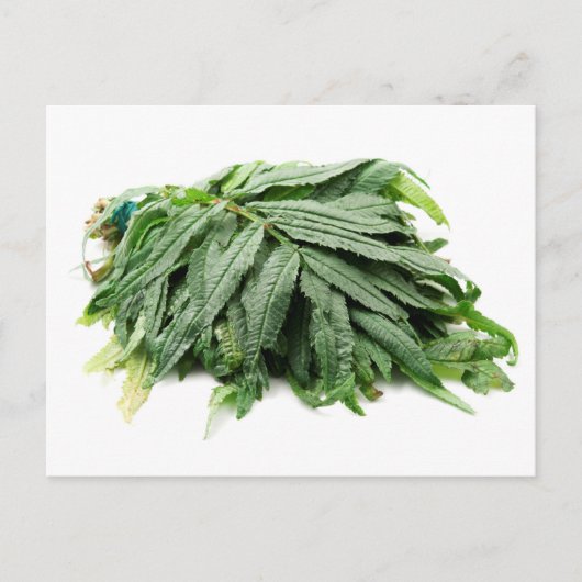 Huacatay  briefkaart (Voorkant)