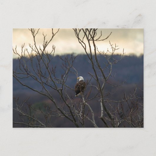 Hudson Valley Eagle Briefkaart (Voorkant)