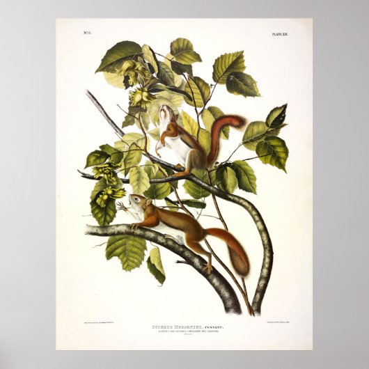 Hudson's Bay (Chickaree Red) Eekhoorn van Audubon Poster (Voorkant)