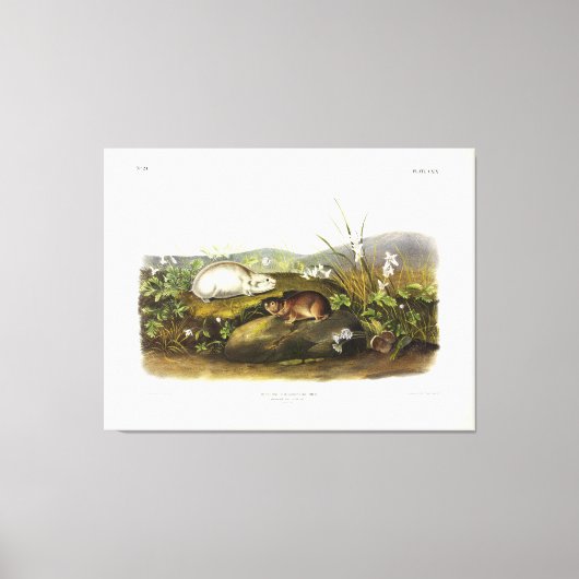 Hudson's Bay (Ungava Collared) Lemming van Audubon Canvas Afdruk (Voorkant)