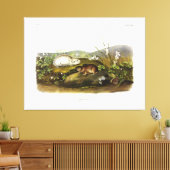 Hudson's Bay (Ungava Collared) Lemming van Audubon Canvas Afdruk (Insitu (Woonkamer))