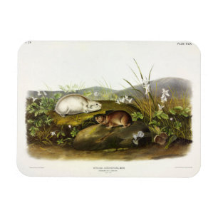 Hudson's Bay (Ungava Collared) Lemming van Audubon Magneet