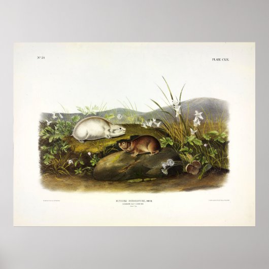 Hudson's Bay (Ungava Collared) Lemming van Audubon Poster (Voorkant)