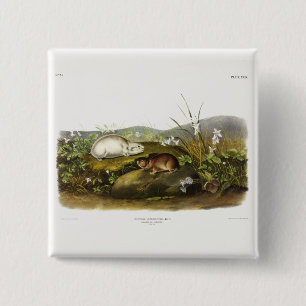 Hudson's Bay (Ungava Collared) Lemming van Audubon Vierkante Button 5,1 Cm