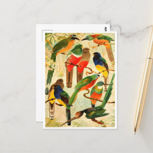 Hudú, Surucuás, Arirámbas uit het maagdenwoud Briefkaart