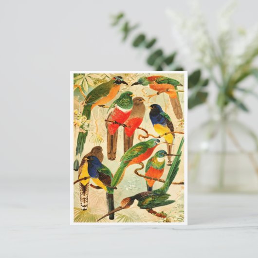 Hudú, Surucuás, Arirámbas uit het maagdenwoud Briefkaart (Staand voorkant)