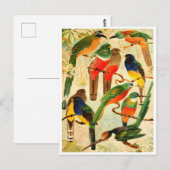 Hudú, Surucuás, Arirámbas uit het maagdenwoud Briefkaart (Voorkant / Achterkant)