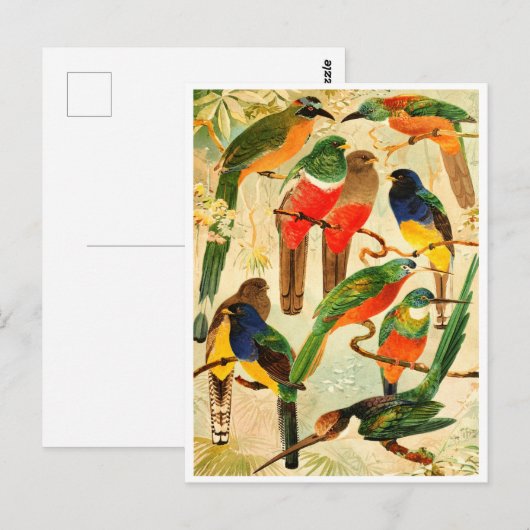 Hudú, Surucuás, Arirámbas uit het maagdenwoud Briefkaart (Voorkant / Achterkant)