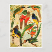 Hudú, Surucuás, Arirámbas uit het maagdenwoud Briefkaart (Voorkant)