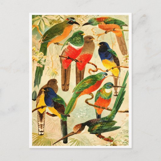 Hudú, Surucuás, Arirámbas uit het maagdenwoud Briefkaart (Voorkant)