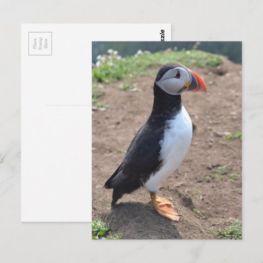 'Huffin' Puffin' van Mike Paget Briefkaart (Voorkant / Achterkant)