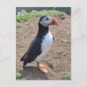 'Huffin' Puffin' van Mike Paget Briefkaart (Voorkant)