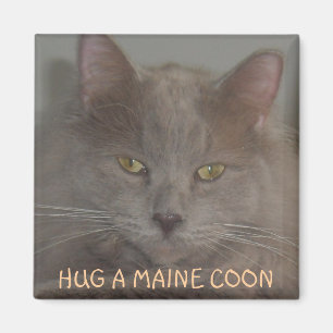 HUG A MAINE COON MAGNEET