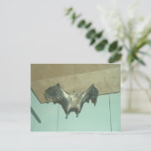 Huge Bat "vliegende vos" Briefkaart (Staand voorkant)