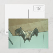 Huge Bat "vliegende vos" Briefkaart (Voorkant / Achterkant)