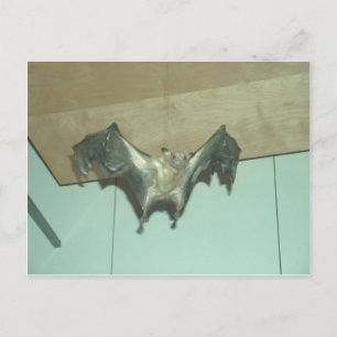 Huge Bat "vliegende vos" Briefkaart