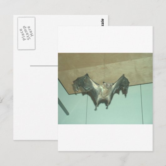 Huge Bat "vliegende vos" Briefkaart (Voorkant / Achterkant)