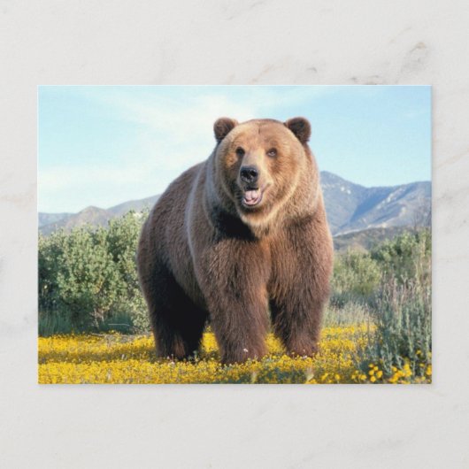 Huge Brown Bear Briefkaart (Voorkant)