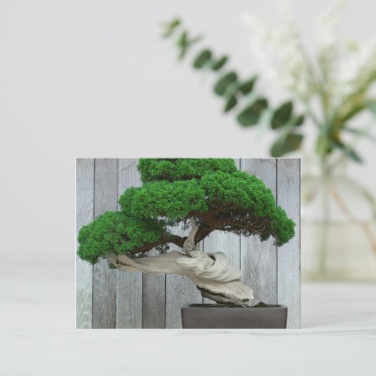 Huge Juniper Bonsai Briefkaart (Staand voorkant)