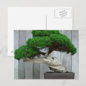 Huge Juniper Bonsai Briefkaart (Voorkant / Achterkant)