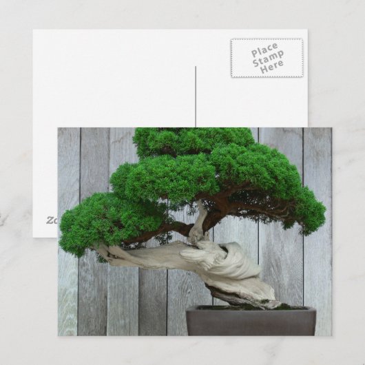 Huge Juniper Bonsai Briefkaart (Voorkant / Achterkant)