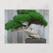 Huge Juniper Bonsai Briefkaart (Voorkant)
