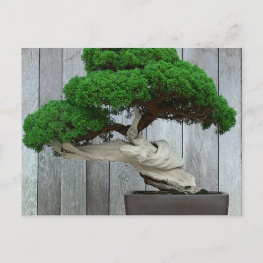 Huge Juniper Bonsai Briefkaart (Voorkant)