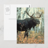 Huge Moose Briefkaart (Voorkant / Achterkant)
