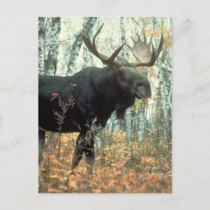 Huge Moose Briefkaart