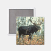 Huge Moose Magneet (Voorkant / Achterkant)