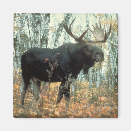 Huge Moose Magneet (Voorkant)