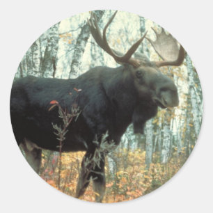 Huge Moose Ronde Sticker