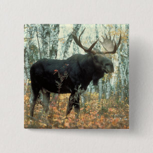Huge Moose Vierkante Button 5,1 Cm