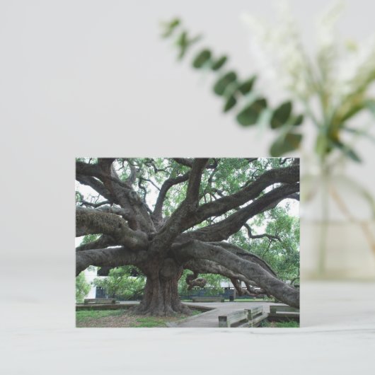 HUGE Oak Tree Jacksonville Florida Briefkaart (Staand voorkant)