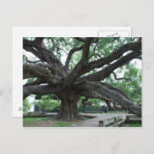 HUGE Oak Tree Jacksonville Florida Briefkaart (Voorkant / Achterkant)