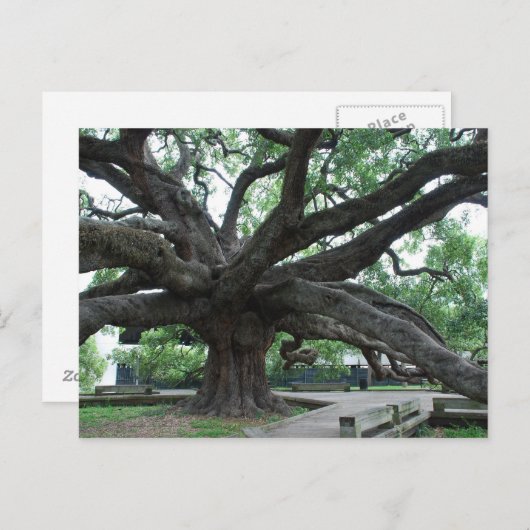 HUGE Oak Tree Jacksonville Florida Briefkaart (Voorkant / Achterkant)