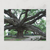 HUGE Oak Tree Jacksonville Florida Briefkaart (Voorkant)