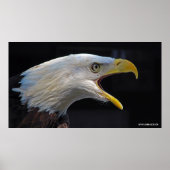 Huge Screaming Eagle Poster (Voorkant)