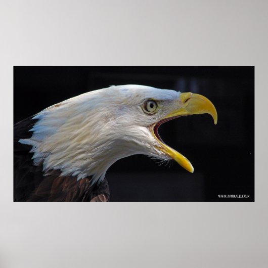 Huge Screaming Eagle Poster (Voorkant)