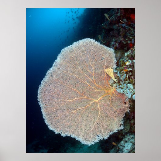 Huge Sea Fan in Siquijor Poster (Voorkant)