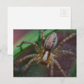 Huge Spider Briefkaart (Voorkant / Achterkant)