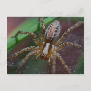 Huge Spider Briefkaart